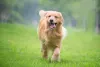 O Golden Retriever - filhote e adulto - é um dos cachorros mais inteligentes que existe