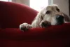 Depois de brincar, o Golden Retriever também aprecia momentos de descanso