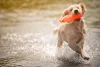 Imagens de Golden Retriever na água é o que não faltam!
