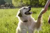 Cachorro Golden Retriever é muito disciplinado e obediente