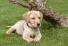 A socialização do Golden Retriever deve começar após a aplicação de todas as vacinas