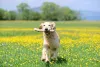 Para criar um Golden Retriever em apartamento, o tutor deve manter os passeios em dia