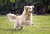 O Golden Retriever tem tendência a displasia coxofemoral e pode sentir dores ao andar