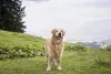 O cachorro Golden Retriever tem um temperamento tranquilo e fácil del idar