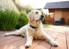 Golden Retriever: raça surgiu no Reino Unido, mais especificamente na Inglaterra e Escócia