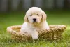 O filhote de Golden Retriever pode ser vacinado a partir de 45 dias de vida