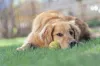 Além da displasia, Golden Retriever pode desenvolver hipotireoidismo e problemas oculares