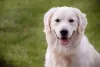 Como mostra a foto, Golden Retriever com pelos mais claros é uma possibilidade