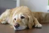 O Golden Retriever precisa de acompanhamento veterinário como qualquer outro pet