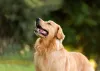 Muito peludo, o Golden Retriever precisa de cuidados especiais com seus pelos