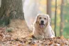 Nas imagens, Golden Retriever é conhecido pela sua simpatia