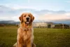 Raça Golden Retriever tem como uma de suas principais características a amabilidade