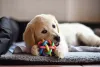 Desde filhote, Golden Retriever precisa ser estimulado