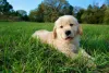 Golden Retriever: adestramento da raça pode começar logo nos primeiros meses