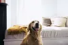 Cachorro Golden Retriever é bem fácil de conviver no dia a dia