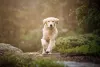 Golden Retriever: fotos já demonstram o quanto essa raça é companheira