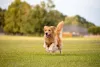 Energético, o Golden Retriever adora se exercitar em lugares amplos