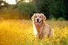 O Golden Retriever tem, em média, de 51 a 61 centímetros