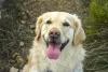 Com um Golden Retriever do seu lado, a vida fica muito mais divertida