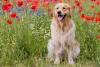 A pelagem do Golden Retriever é longa, lisa ou ondulada, mas sempre muito sedosa