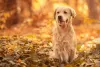 Para manter os pelos do Golden Retriever brilhantes, uma boa alimentação é fundamental