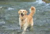 O Golden Retriever é um cachorro que ama água