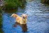 Golden Retriever: cachorro se dá muito bem com esportes aquáticos