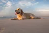 Depois de passear com Golden Retriever na praia, não esqueça de limpar seus pelos