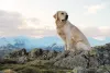 O nome do Golden Retriever reflete a cor da sua pelagem