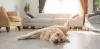 Em casa, o Golden Retriever precisa de estímulos físicos e mentais para não ficar entediado