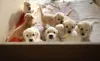 O filhote de Golden Retriever deve ser bem cuidado pelo canil escolhido