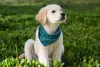 A diferença do Golden Retriever para o Labrador é o comprimento e cores da pelagem