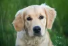 O Golden Retriever, filhote ou adulto, não é um cão que late muito