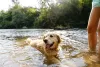 Para o Golden Retriever, estar na água é uma das atividades mais divertidas