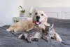 O Golden Retriever tem facilidade em se relacionar com animais de outras espécies