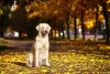 O Golden Retriever é um cachorro que solta muito pelo