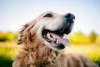 Nas fotos, Golden Retriever demonstra ser um cão extrovertido