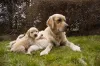 O filhote de Golden Retriever precisa ficar com a mãe nos dois primeiros meses