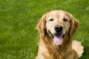 Cachorro Golden Retriever: reforços positivos ajudam no adestramento da raça