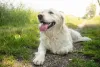 O Golden Retriever mais claro tem tons de bege