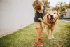 Se o Golden Retriever cresce acostumado com as crianças, a relação é boa
