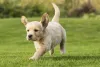 O Golden Retriever filhote tem muita energia para gastar