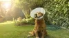 Castrar o Golden Retriever é um cuidado importante com a sua saúde