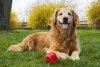 Golden Retriever: fotos mostram o lado mais fofo da raça