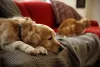 O Golden Retriever pode sofrer com ansiedade de separação