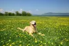 Passeios e brincadeiras com o Golden Retriever o deixam mais ativo