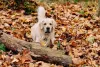 Peludo, o Golden Retriever precisa de banhos regulares na rotina