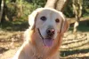 Golden Retriever pode sofrer com alguns problemas dermatológicos, como alergias