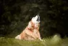 Golden Retriever: cachorro não é muito vocal, mas tem seus momentos
