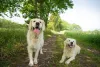 Em fotos, Golden Retriever mostra como se relaciona bem como outros animais e pessoas